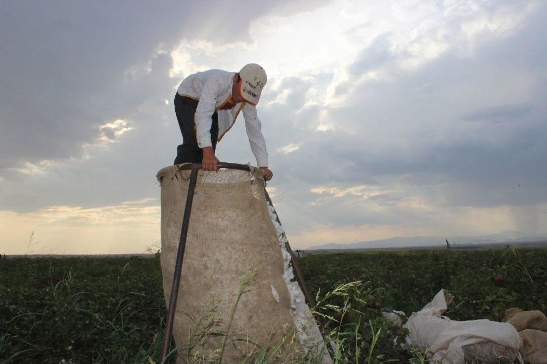 (&ouml;zel) Siverek&rsquo;te Pamuk Hasadına Başlandı
