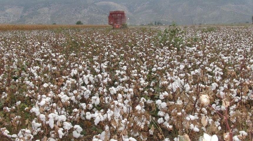 Pamukta İşler Yolunda
