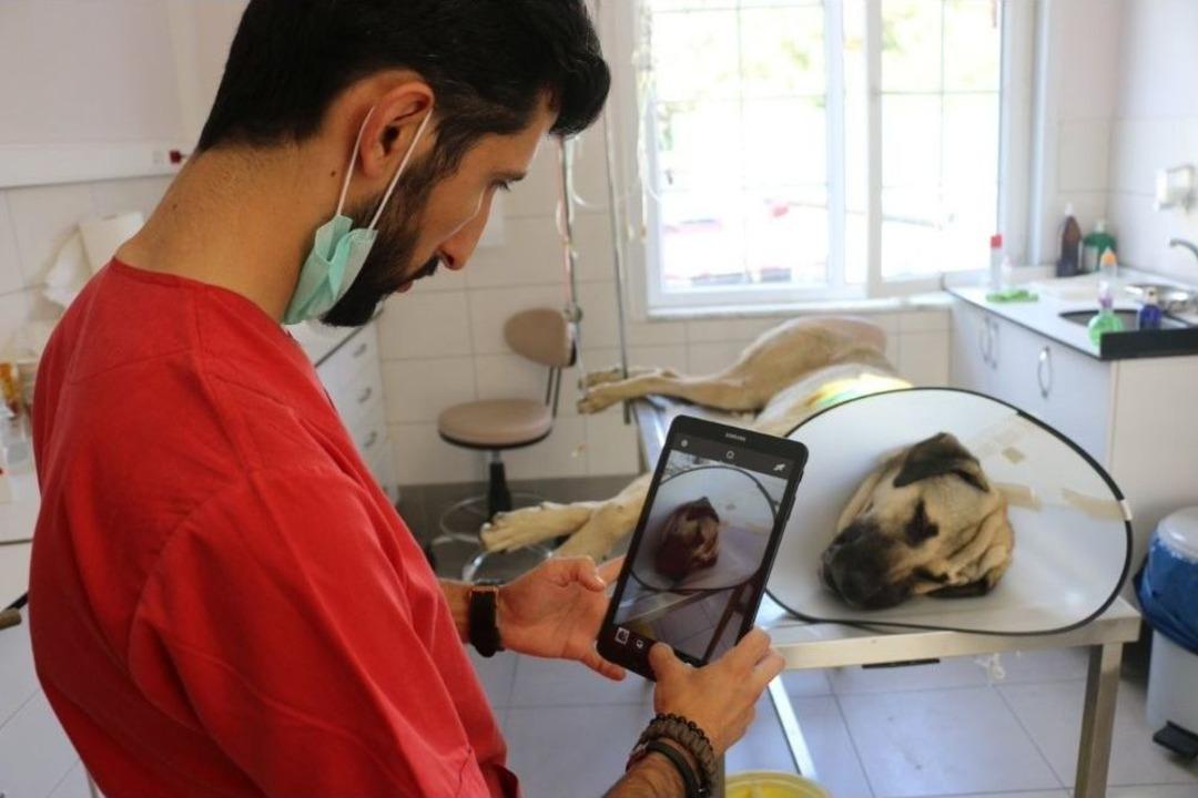 Ey&uuml;psultan&rsquo;da Sokak Hayvanlarına Mikro&ccedil;ip