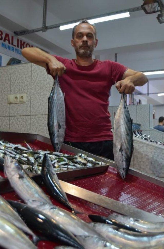 Fırtına Nedeniyle Balıkçılar Deniz Açılamayınca Palamut Fiyatını İkiye Katladı