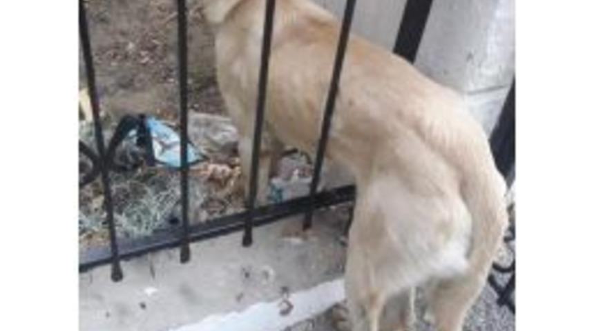 Demir Parmaklıklara Sıkışan K&ouml;peği İtfaiye Kurtardı