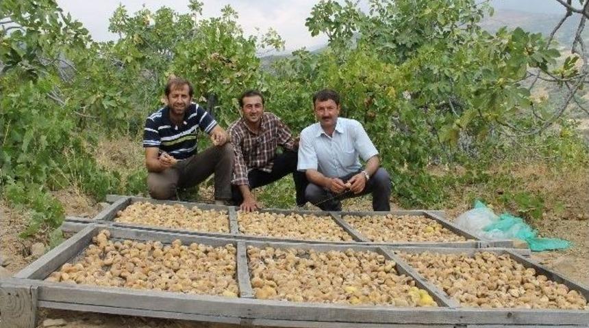 İncir Dağ Köylülerinin Yüzünü Güldürdü