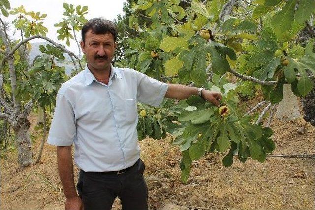 İncir Dağ Köylülerinin Yüzünü Güldürdü