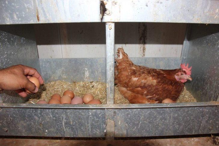 Medyada Haberlerini Gördü, Devlet Desteğiyle Çiftlik Kurdu G5