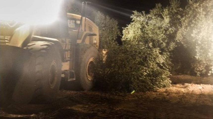 Greenpeace&rsquo;den Soma&rsquo;da Zeytinlik Kıyımı Hakkında Su&ccedil; Duyurusu