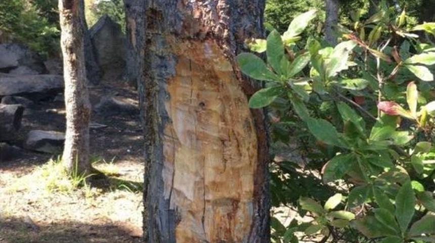 Ordu Yaylalarında &Ccedil;ıra İ&ccedil;in Ağa&ccedil; Katliamı