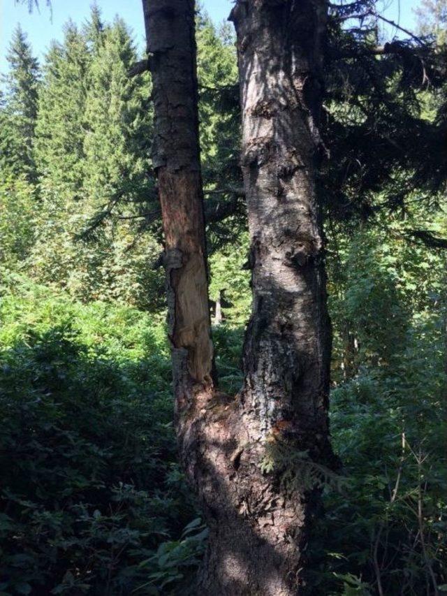 Ordu Yaylalarında Çıra İçin Ağaç Katliamı