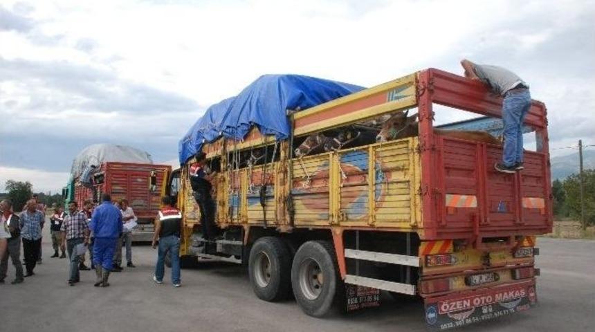 Kurbanlık Hayvan Sevkıyatına Jandarmadan Sıkı Denetim