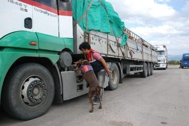 Kurbanlık Hayvan Sevkıyatına Jandarmadan Sıkı Denetim