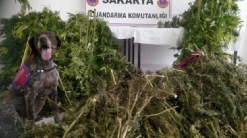 Jandarma Ekipleri Baskınlarına Devam Ediyor