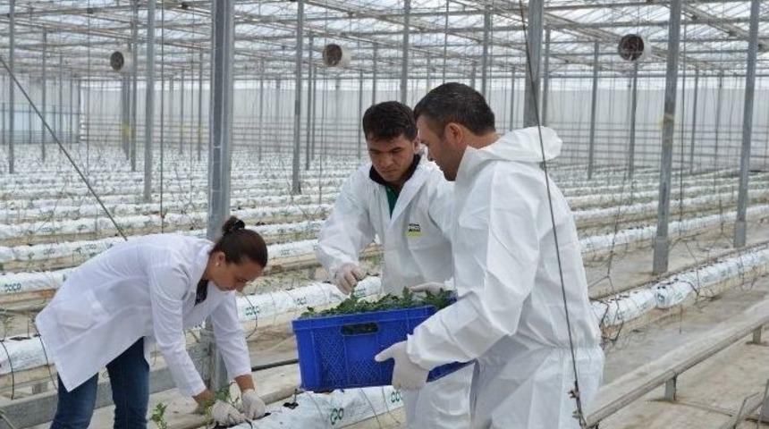 Kayseri Şekerden Şeker Gibi Domates &Uuml;retimi