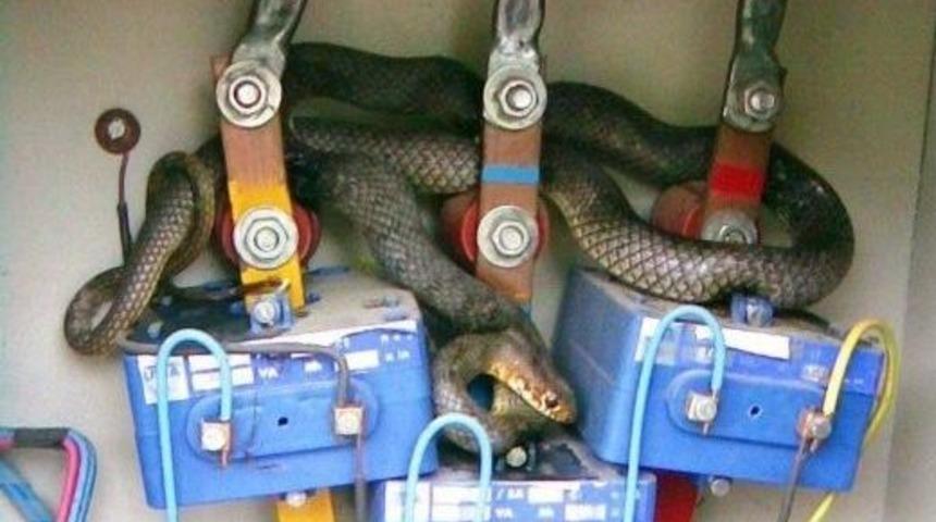 Yılanlar Trafoları Mesken Tuttu