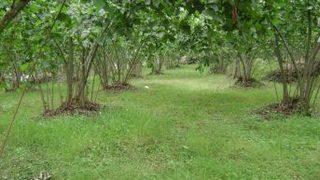 Araplar Ordu’dan Fındık Bahçesi Satın Aldı