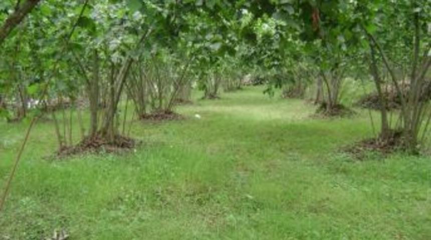 Araplar Ordu’dan Fındık Bahçesi Satın Aldı