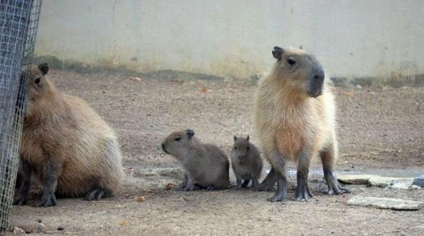 Nesli Azalan &lsquo;kapibara&rsquo;lar İki Yavru Doğurdu
