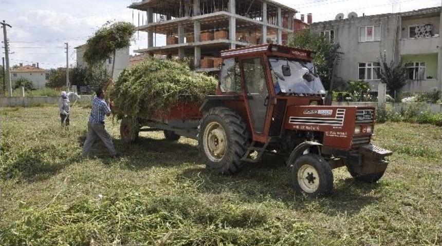 Muratlı Belediyesi&rsquo;nden Yabani Ot Temizliği