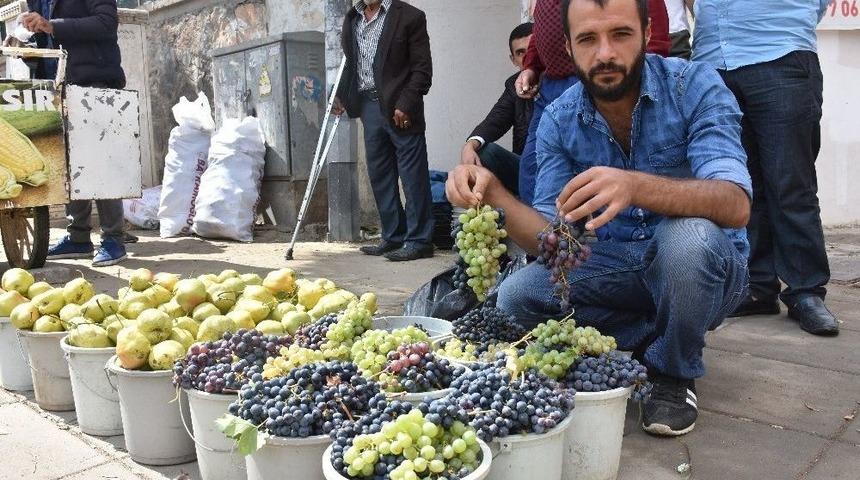 Muş &Uuml;z&uuml;m&uuml;ne İlgi G&uuml;n Ge&ccedil;tik&ccedil;e Artıyor