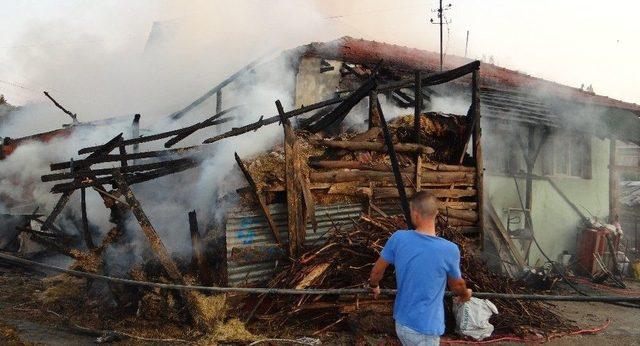 Büyükbaş Hayvanlar Yangından Son Anda Kurtarıldı