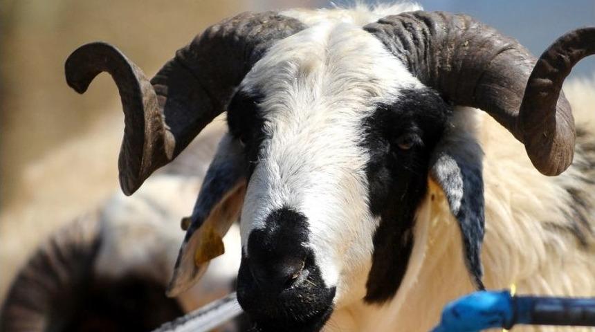 D&uuml;zceliler Kızılay&rsquo;a 252 Kurban Bağışı Yaptı