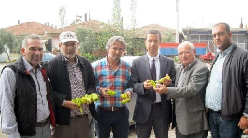 Karacabey&rsquo;de Yağmur 30 Bin Dekar Domatesi &Ccedil;&uuml;r&uuml;tt&uuml;