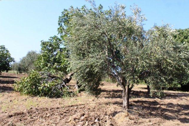 Zeytin Sineği Zararlısına İncir Ağaçlı Koruma