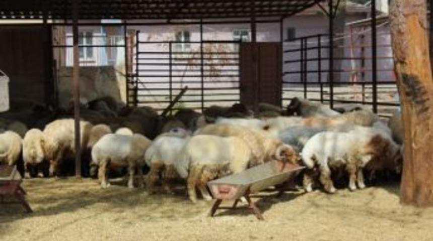 Sınır Hattında 48 Adet K&uuml;&ccedil;&uuml;kbaş Hayvan Yakalandı