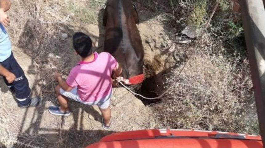 &Ccedil;ukura D&uuml;şen Danayı İtfaiye Kurtardı