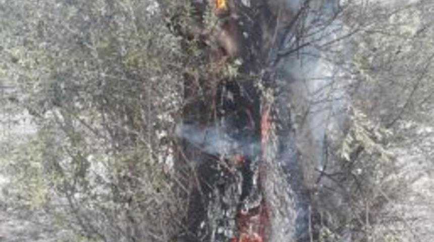 Zeytinlikteki Yangın Diğer Ağa&ccedil;lara Sı&ccedil;ramadan S&ouml;nd&uuml;r&uuml;ld&uuml;