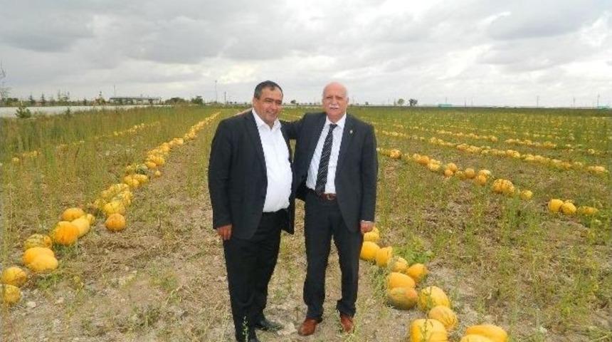 Aksaray, &Ccedil;erezlik Kabak &Uuml;retiminde T&uuml;rkiye&rsquo;de 3&rsquo;&uuml;nc&uuml; Sırada