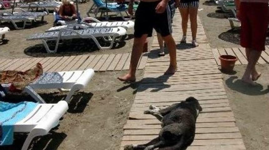 Tatilciler K&ouml;pekleri Terk Ediyor