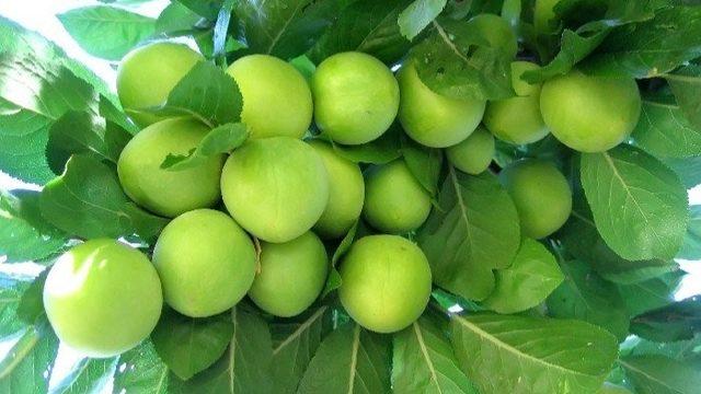 İlkbaharı Müjdeleyen 7 Lezzet