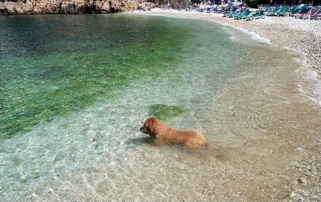 Tatilciler Köpekleri Terk Ediyor