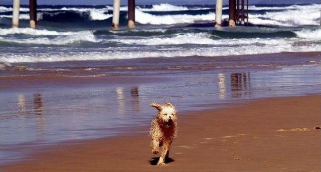 Tatilciler Köpekleri Terk Ediyor