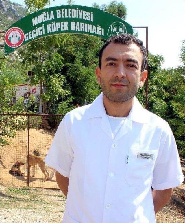 Tatilciler Köpekleri Terk Ediyor