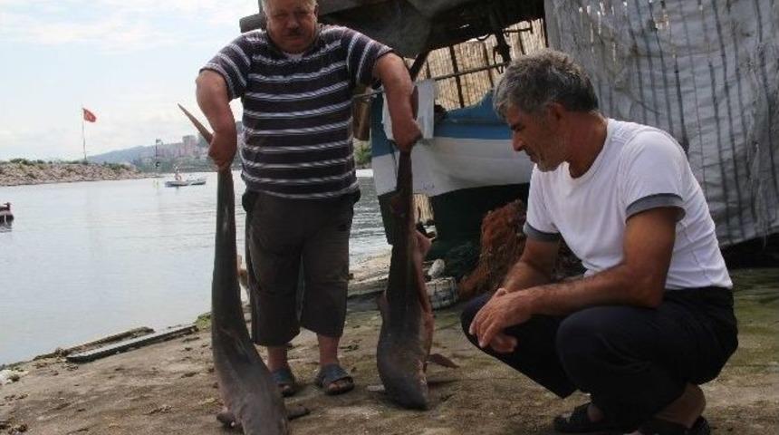 Giresun’da Balıkçı Ağlarına Köpek Balığı Takıldı