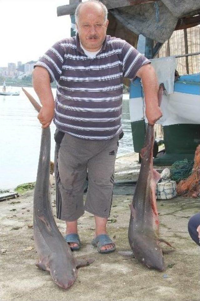 Giresun’da Balıkçı Ağlarına Köpek Balığı Takıldı