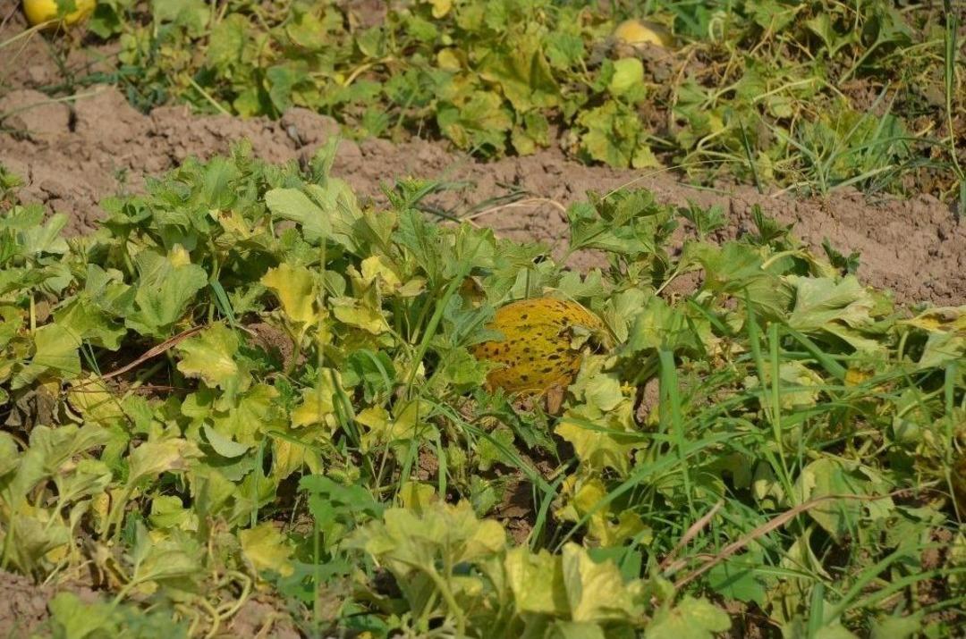 Iğdır Ovası&rsquo;nda Bal K&uuml;p&uuml; Hasadı