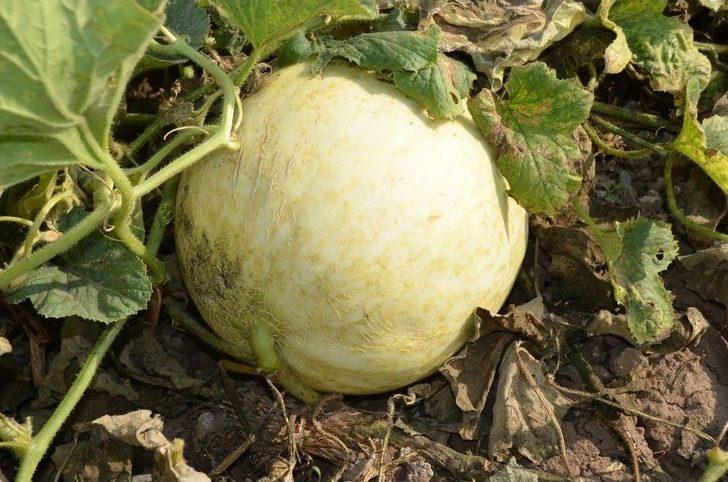 Iğdır Ovası’nda Bal Küpü Hasadı G1