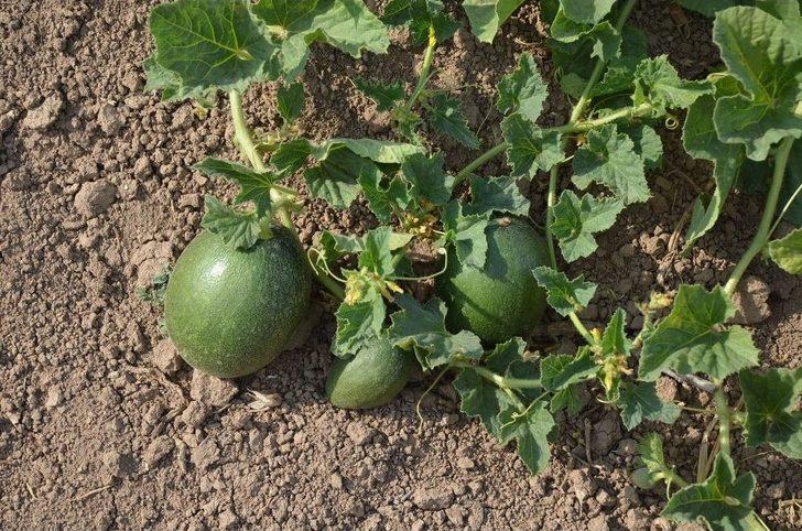 Iğdır Ovası’nda Bal Küpü Hasadı G2