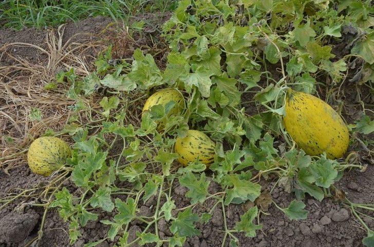 Iğdır Ovası’nda Bal Küpü Hasadı G3