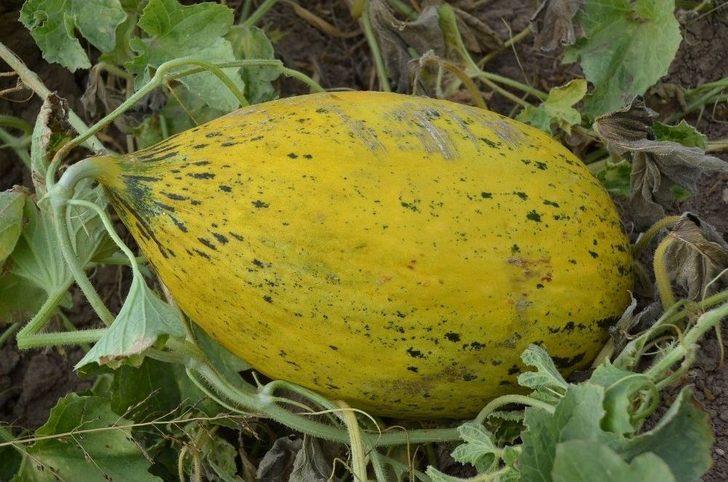 Iğdır Ovası’nda Bal Küpü Hasadı G4