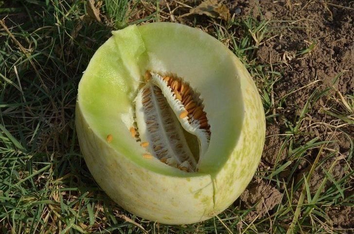 Iğdır Ovası’nda Bal Küpü Hasadı G5