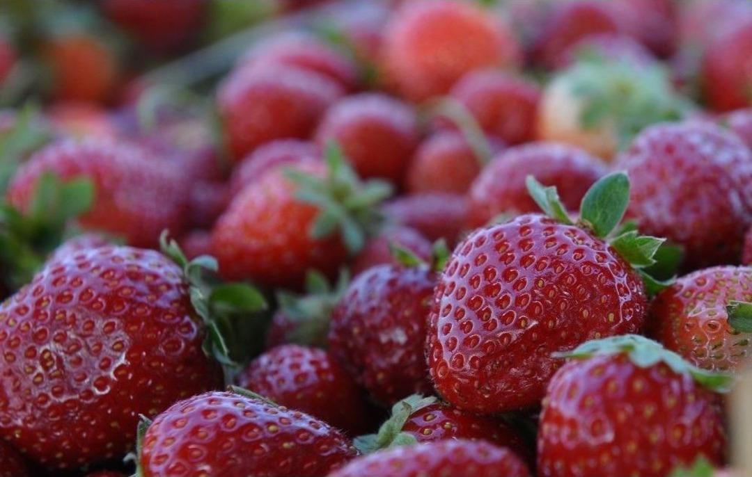 Yediveren &Ccedil;ileği &Ccedil;ift&ccedil;inin Y&uuml;z&uuml;n&uuml; G&uuml;ld&uuml;rd&uuml;