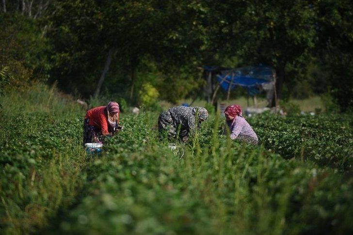 Yediveren Çileği Çiftçinin Yüzünü Güldürdü G1