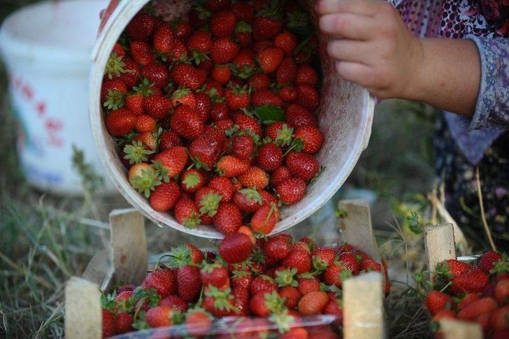 Yediveren Çileği Çiftçinin Yüzünü Güldürdü G2