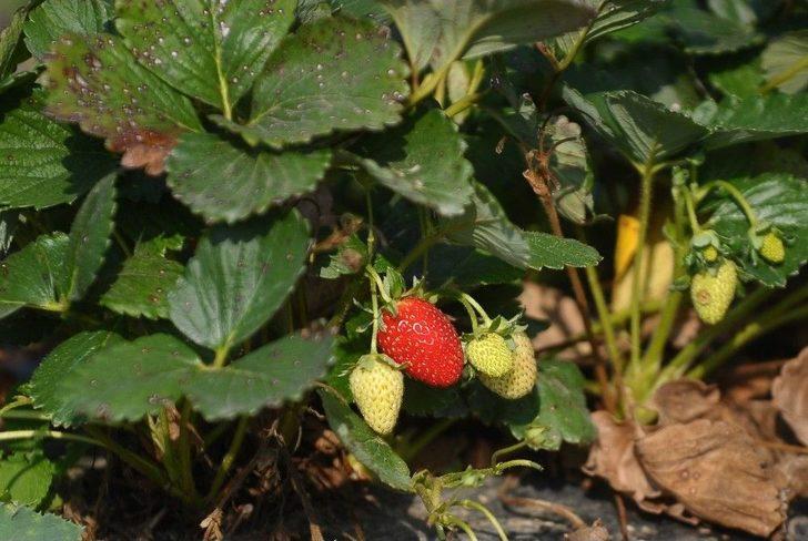 Yediveren Çileği Çiftçinin Yüzünü Güldürdü G3