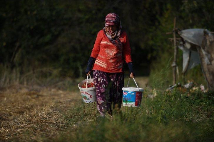 Yediveren Çileği Çiftçinin Yüzünü Güldürdü G4