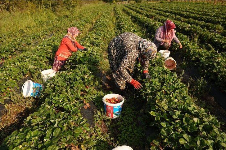 Yediveren Çileği Çiftçinin Yüzünü Güldürdü G5