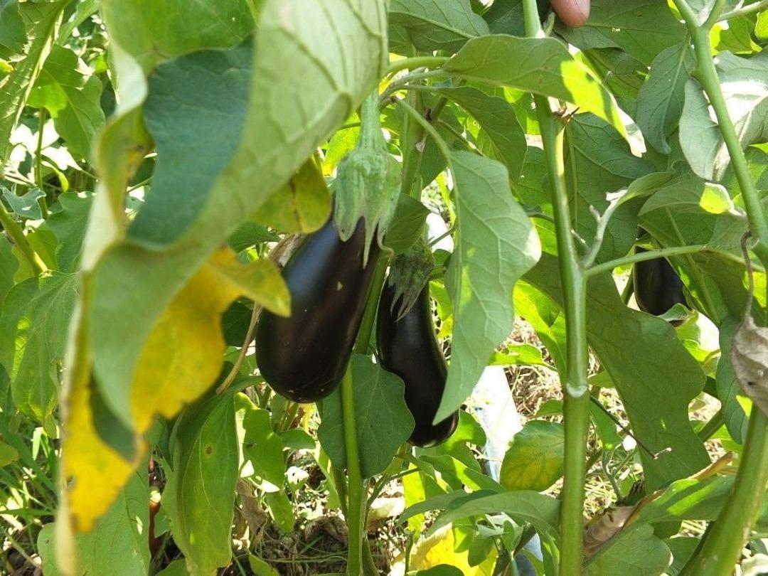 (&ouml;zel Haber) G&ouml;nen Patlıcanında Hastalık Endişesi