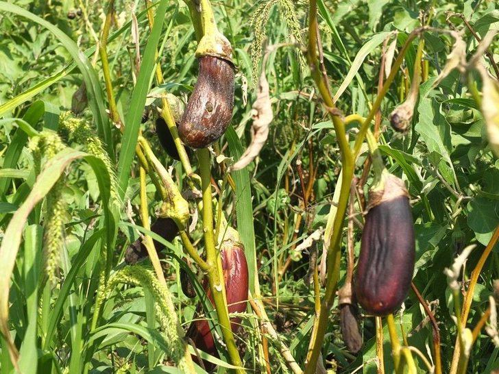 (özel Haber) Gönen Patlıcanında Hastalık Endişesi G4